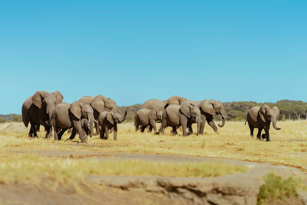 Unlock the Hidden Gems: Discover the Top 10 Experiences on a Botswana Safari