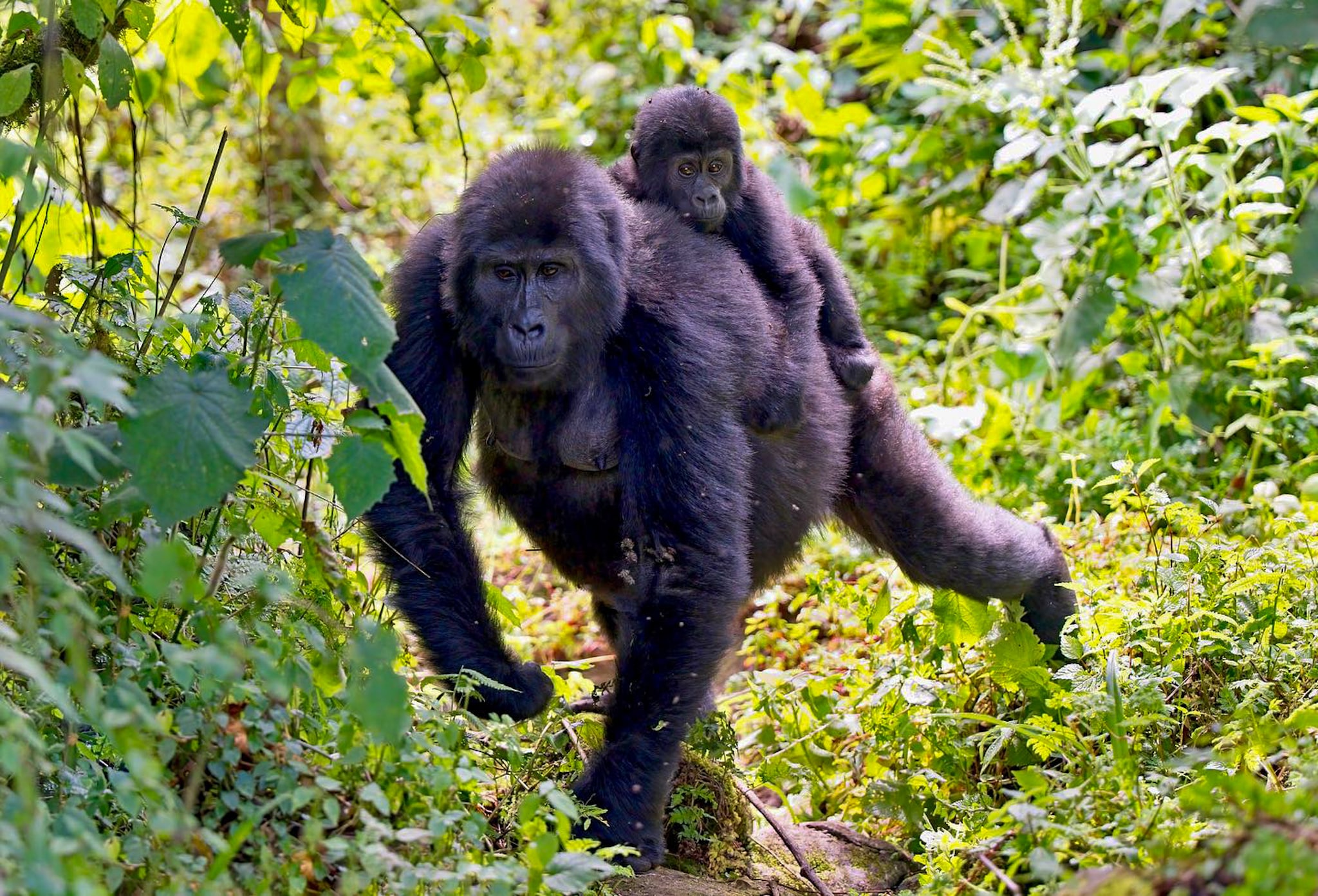 Gorilla trekking Safari tour in Volcanoes National Park