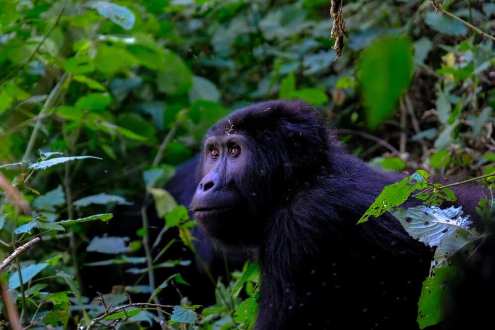 Discovering the Magic of Gorilla Trekking in Rwanda with Gorillas And Wildlife Tours